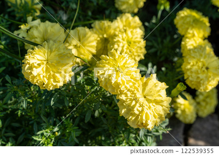 Vibrant Yellow Mexican Marigold Blossoms in a Sunlit Garden with Green Foliage. Vibrant Yellow Mexican Marigold Blossoms in a Sunlit Garden with Green Foliage. 122539355