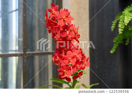 A Close Up of Vibrant Red Renantanda Christie Low Orchid in Bloom. A Close Up of Vibrant Red Renantanda Christie Low Orchid in Bloom. 122539356