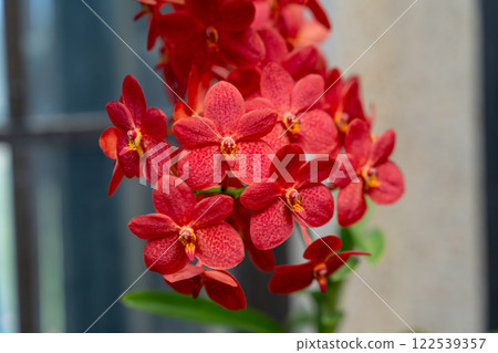 A Close Up of Vibrant Red Renantanda Christie Low Orchid in Bloom. 122539357
