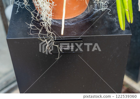 Close-up of Potted Renanmanda Christie Low Plant with Botanical Label. 122539360
