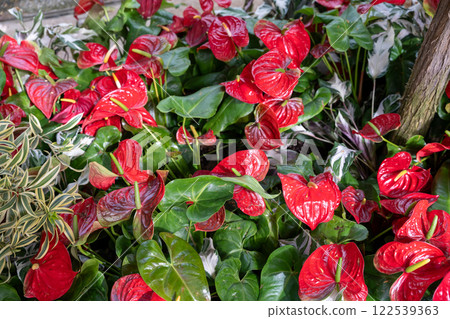 Vibrant Painter's Palette Plants with Lush Green Foliage in a Garden Setting. Vibrant Painter's Palette Plants with Lush Green Foliage in a Garden Setting. 122539363