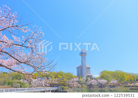 Skyward Asahi and cherry blossoms in Owariasahi, Aichi Prefecture 122539531