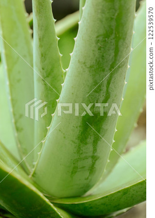 Aloe vera 122539570