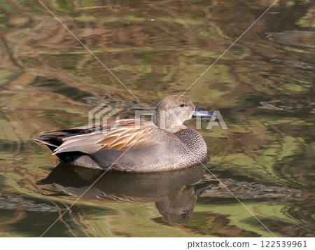 Gadwall Gadwall 122539961