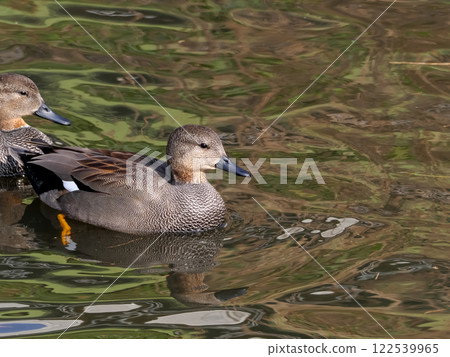 蘆葦鴨 122539965