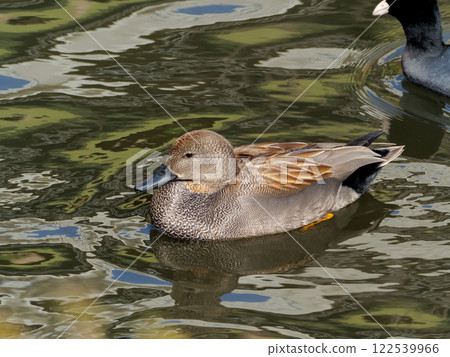 Gadwall Gadwall 122539966