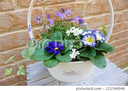 Primula julienne planting Primula julienne planting 122540046