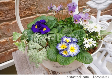 Primula julienne planting Primula julienne planting 122540047