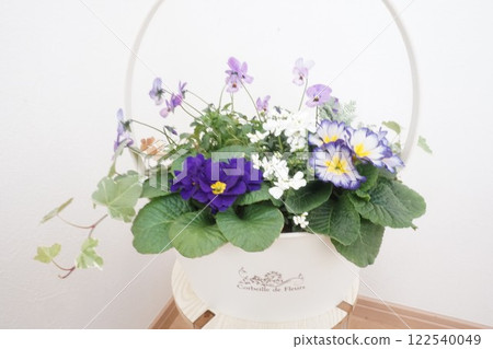 報春花種植 122540049