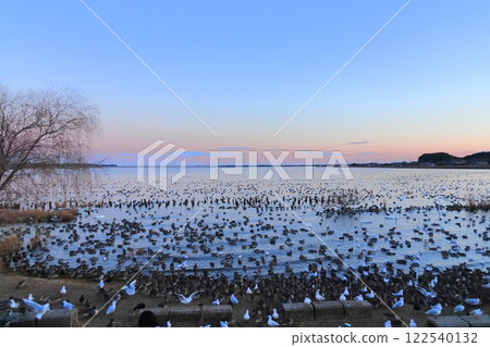 Lake Kitaura and Swan Village, Itako City, Ibaraki Prefecture 122540132