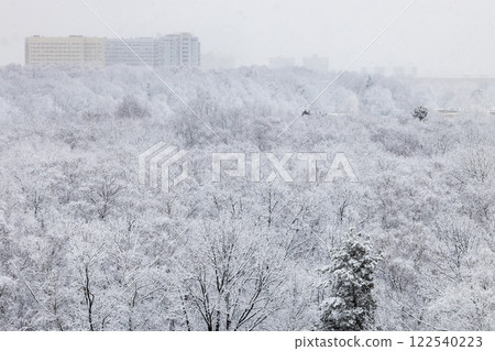 snowfall over forest of city park in winter 122540223
