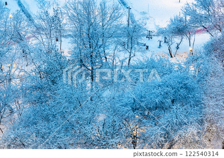 snow-covered tree in city park in blue winter dusk 122540314