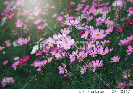 beautiful pink cosmos flowers in the farming area. flower field on winter season  vintage tone 122540347