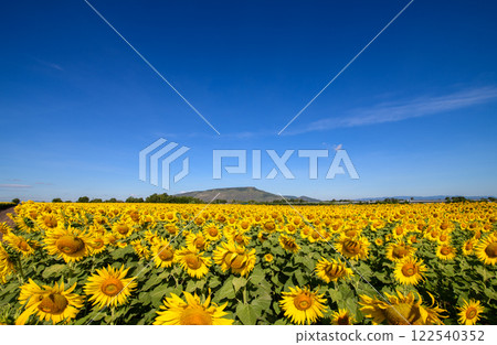 Beautiful sunflower flower blooming in sunflowers field with white cloudy and blue sky. 122540352