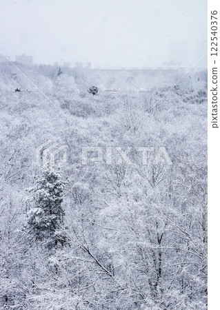 snowfall over trees in forest of park in winter 122540376