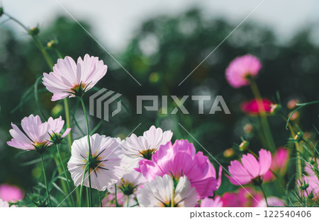 beautiful pink cosmos flowers in the farming area. flower field on winter season.  vintage tone 122540406