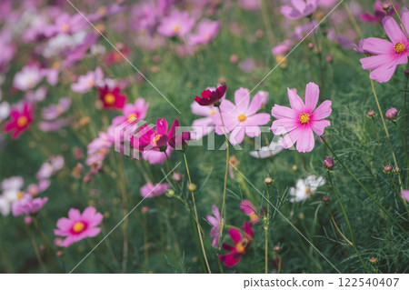 beautiful pink cosmos flowers in the farming area. flower field on winter season at Lop buri, 122540407