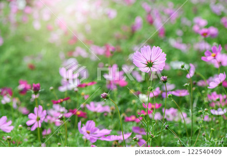 beautiful pink cosmos flowers in the farming area. flower field on winter season with sunlight 122540409