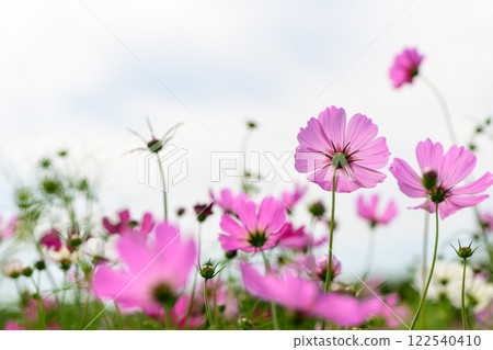 pink cosmos flower on white sky background. flower 122540410