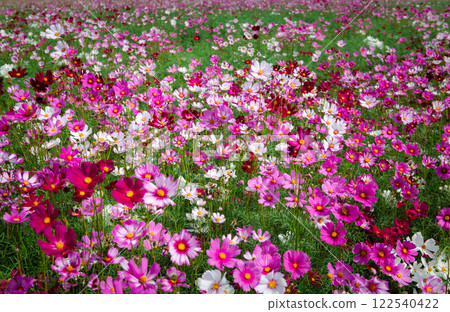 beautiful pink cosmos flowers in the farming area. flower field on winter season at Lop buri, 122540422