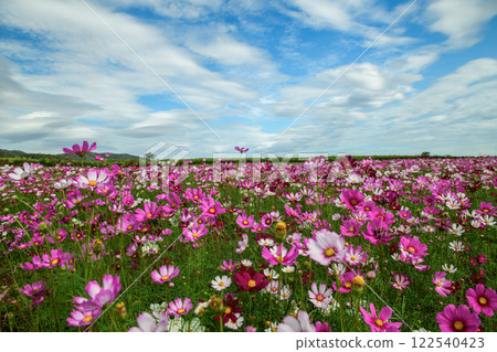beautiful pink cosmos flowers in the farming area. flower field on winter season at Lop buri, 122540423