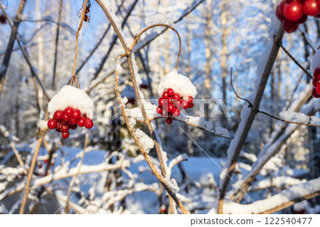 snow-covered red viburnum fruits lit by sun snow-covered red viburnum fruits lit by sun 122540477