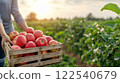 person holding wooden crate filled with freshly picked red apples in lush orchard during sunny day 122540679
