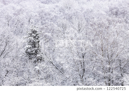 snowy trees in forest in snowfall on winter day snowy trees in forest in snowfall on winter day 122540725