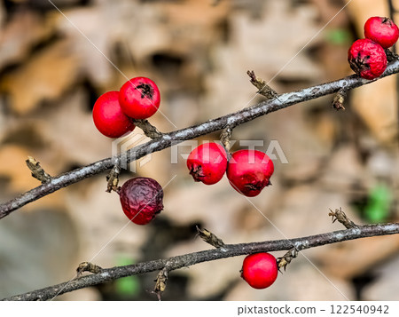 Cotoneaster horizontalis plant, red berries close-up Cotoneaster horizontalis plant, red berries close-up 122540942