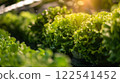 Fresh lettuce close up organic farm produce healthy nutrition food salad preparation. 122541452