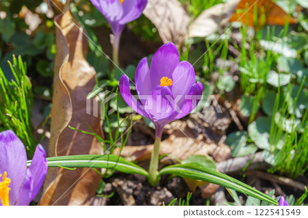 Beautiful purple spring crocuses in the garden in sunny day, floral background, close up, macro Beautiful purple spring crocuses in the garden in sunny day, floral background, close up, macro 122541549