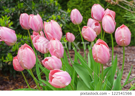 Pastel pink colored Darwin tulip, Mystic van Eijk bloom in botanical garden, flowerbed during spring Pastel pink colored Darwin tulip, Mystic van Eijk bloom in botanical garden, flowerbed during spring 122541566