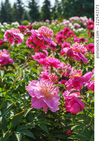 Vibrant fresh pink peony flower bush in full bloom in the garden in sunny day, floral background Vibrant fresh pink peony flower bush in full bloom in the garden in sunny day, floral background 122541573