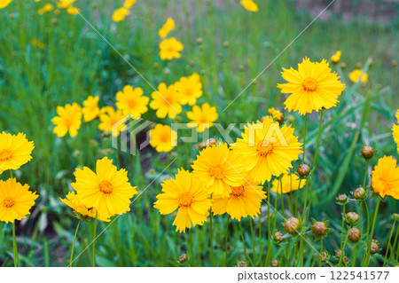 Field of yellow flower lance leaved, Coreopsis lanceolata, Lanceleaf Tickseed or Maiden's eye Field of yellow flower lance leaved, Coreopsis lanceolata, Lanceleaf Tickseed or Maiden's eye 122541577