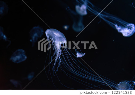 Group of Sanderia Malayensis, Amakusa Jellyfish swimming in aquarium pool with blue neon light 122541588