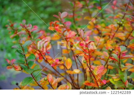 Autumn leaves of dwarf crape myrtle Autumn leaves of dwarf crape myrtle 122542289
