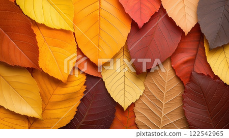 Vibrant Autumn Leaves in Various Shades of Yellow, Orange, and Red 122542965
