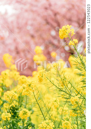 松田山：盛開的河津櫻花和油菜花田 122543023