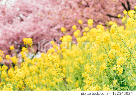 松田山：盛開的河津櫻花和油菜花田 122543024