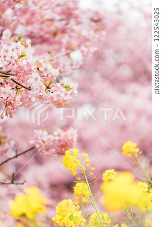 Matsudayama: Kawazu cherry blossoms in full bloom and rapeseed fields 122543025
