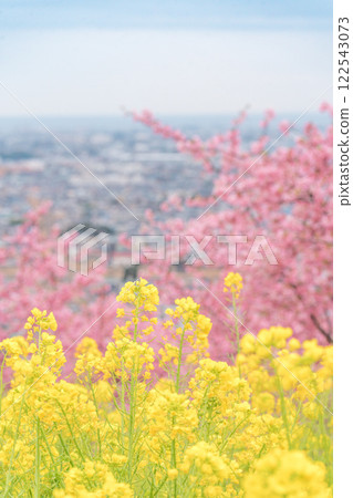 松田山 - 盛開的河津櫻花、油菜花田和城市景觀 122543073