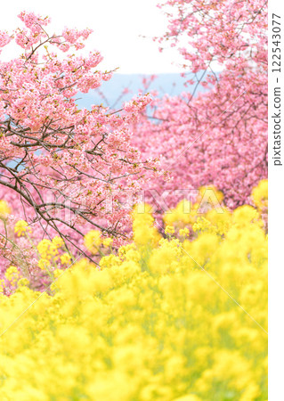 松田山：盛開的河津櫻花和油菜花田 122543077