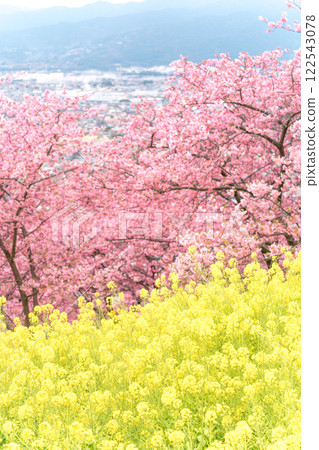 松田山 - 盛開的河津櫻花、油菜花田和城市景觀 122543078