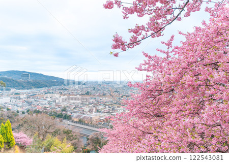 松田山 - 河津櫻花盛開,俯瞰城市景觀 松田山 - 河津櫻花盛開,俯瞰城市景觀 122543081