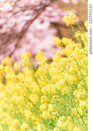 松田山:盛開的河津櫻花和油菜花田 松田山:盛開的河津櫻花和油菜花田 122543132
