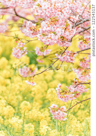 Matsudayama: Kawazu cherry blossoms in full bloom and rapeseed fields Matsudayama: Kawazu cherry blossoms in full bloom and rapeseed fields 122543137