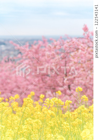 Matsudayama - Kawazu cherry blossoms in full bloom, rapeseed flower fields, and a view of the cityscape 122543141