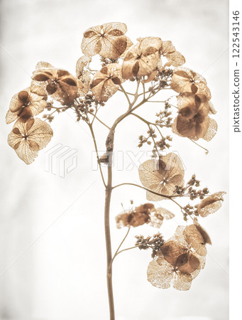 與繡球花 與繡球花 122543146