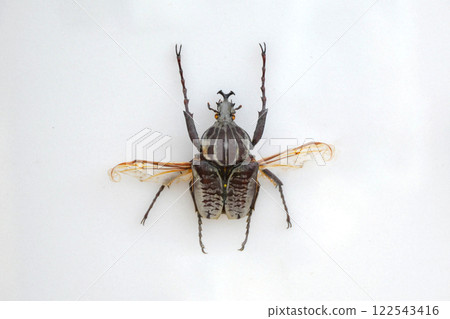Exotic insects of the fauna of South America common in Central and South America Mexico and the Pacific fauna. Large tropical species of semi-winged Large hymenoptera scorpion-like spiders and beetles Exotic insects of the fauna of South America common in Central and South America Mexico and the Pacific fauna. Large tropical species of semi-winged Large hymenoptera scorpion-like spiders and beetles 122543416