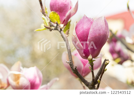 spring magnolia flower. spring magnolia flower. spring magnolia flower blooming on branch spring magnolia flower. spring magnolia flower. spring magnolia flower blooming on branch 122543512